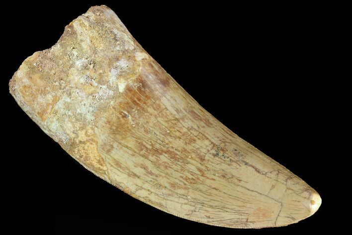 Large, Carcharodontosaurus Tooth - Real Dinosaur Tooth #80611